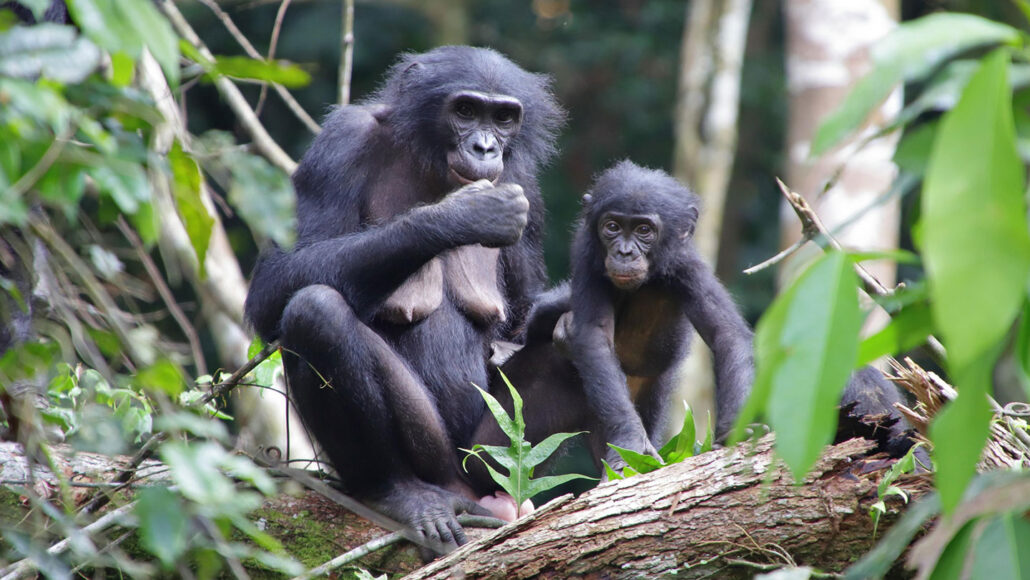 mother bonobo sitting with her adopted baby