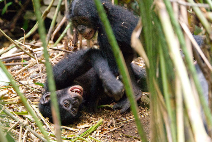 two bonobo babies playing