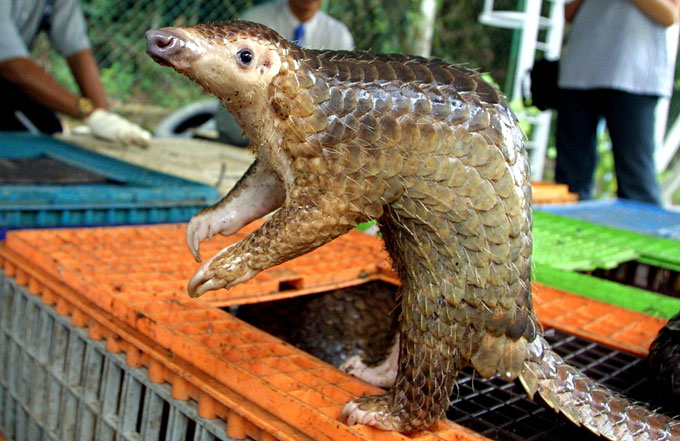 Malayan pangolin