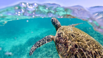 green sea turtle swimming