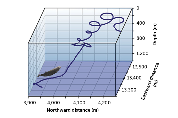 chart of Cuvier's beaked whale's path to the surface