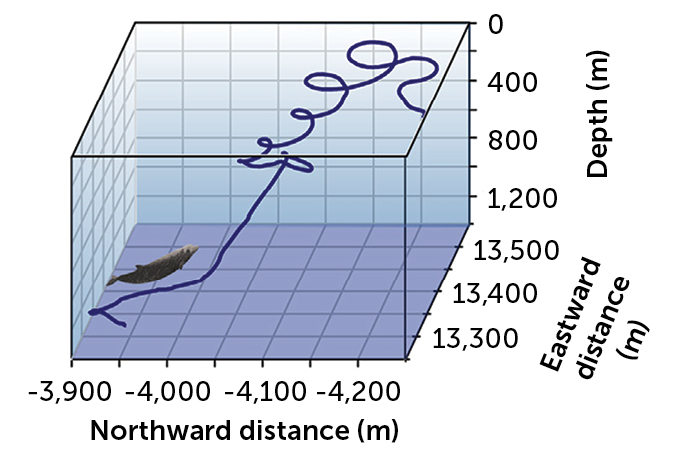grafico del percorso della balena dal becco di Cuvier verso la superficie