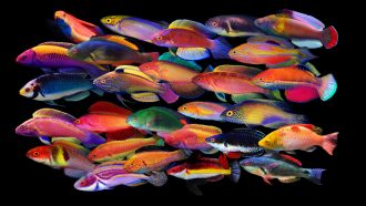 male fairy wrasse fish