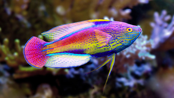 fairy wrasse fish with lavender stripe