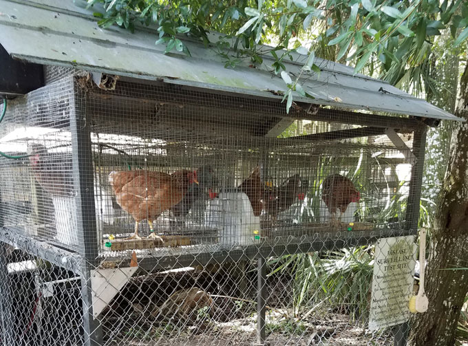 chickens in an oudoor coop