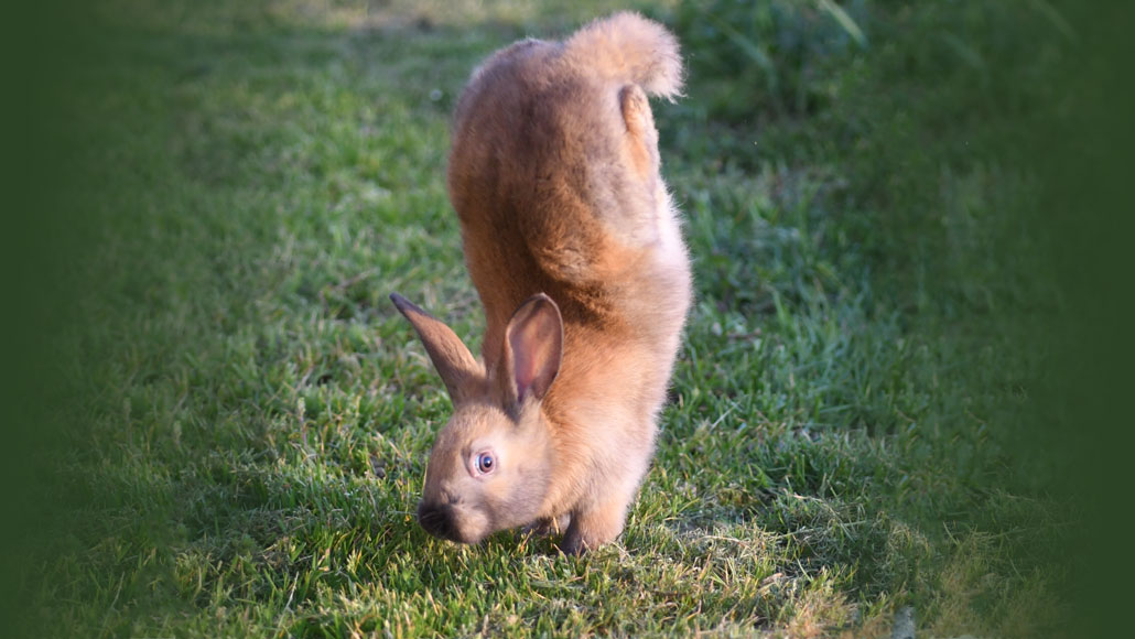 rabbit standing on front paws