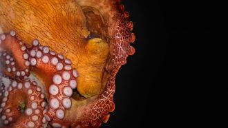 a sleeping octopus