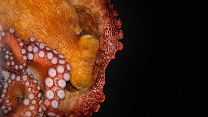 a sleeping octopus