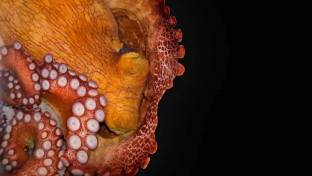 a sleeping octopus