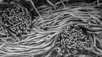 microscope image of a fibers in cotton flannel