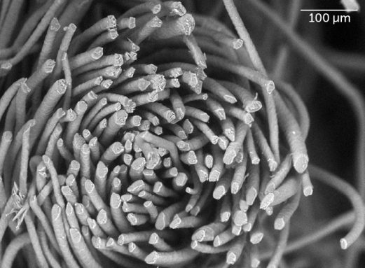 Imagen microscópica de tela de franela de madera