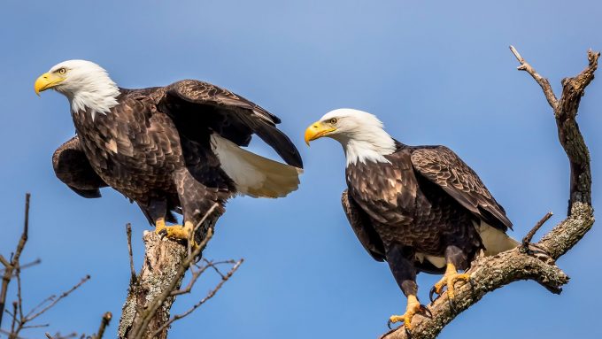 two bald eagles in a tree