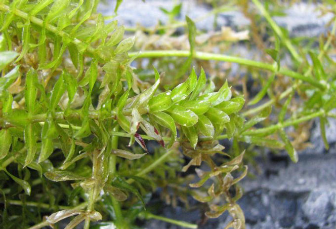 water weed plants