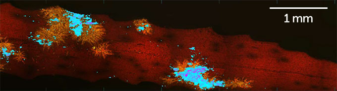 microscope image of a dark orange water weed leaf with light orange cyanobacteria colonies