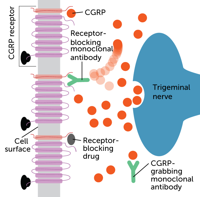 illustration of CGRP pathway at cellular level