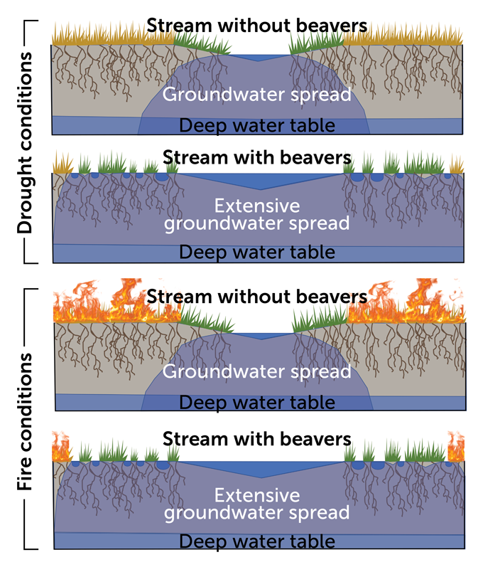 diagrams of groundwater spread in streams with and without beavers in drought and fire conditions
