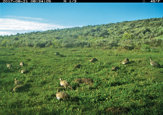 camera trap image of sage grouse