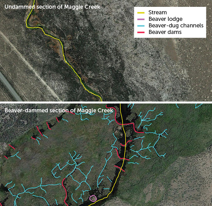 Satellite images of undammed and Beaver-dammed sections of Maggie Creek