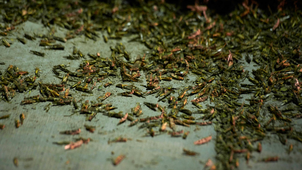 piles of grasshoppers on a sidewalk