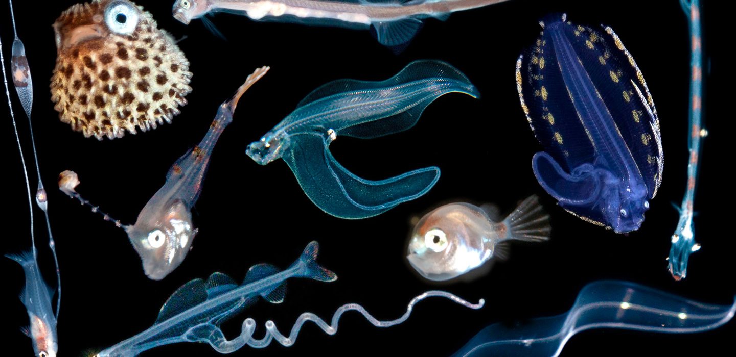 a collage of deep sea fish larvae