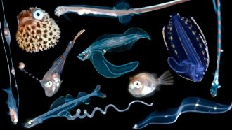 a collage of deep sea fish larvae
