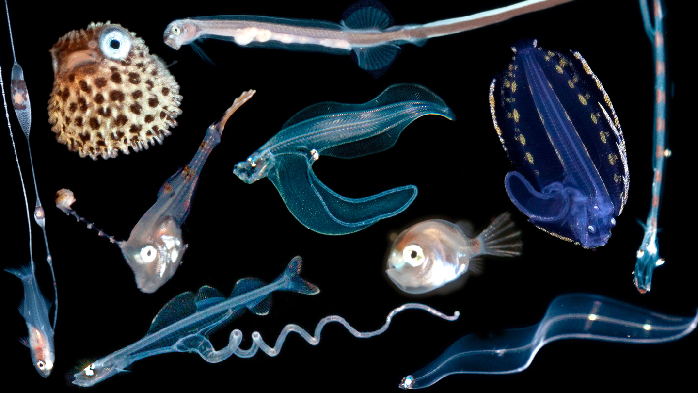 Underwater photos capture dazzling new views of colorful fish larvae  Science News