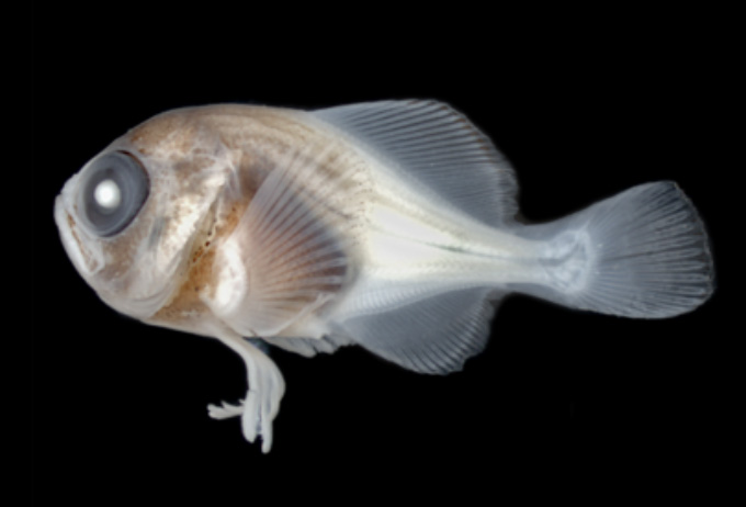 dead pomfret larva specimen