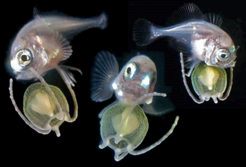 live pomfret larva riding a jellyfish viewed from three angles