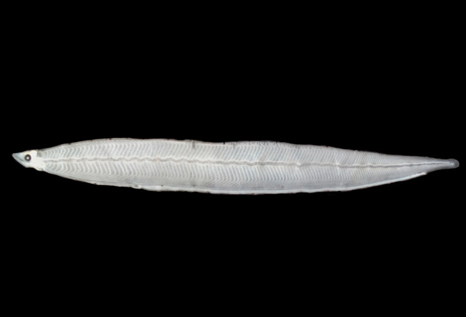 dead conger larva specimen