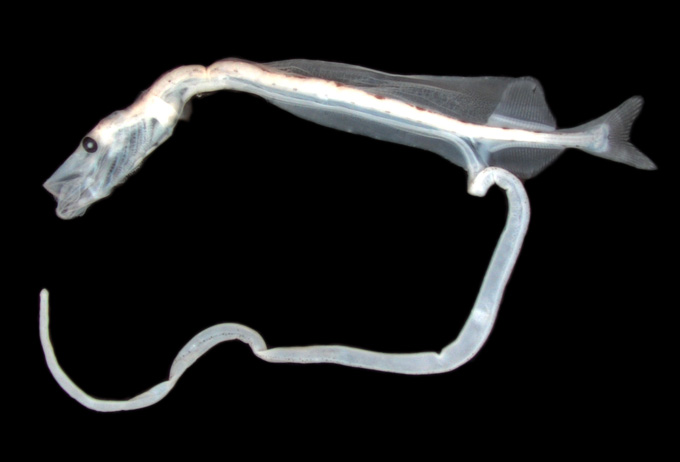 dragonfish larva specimen