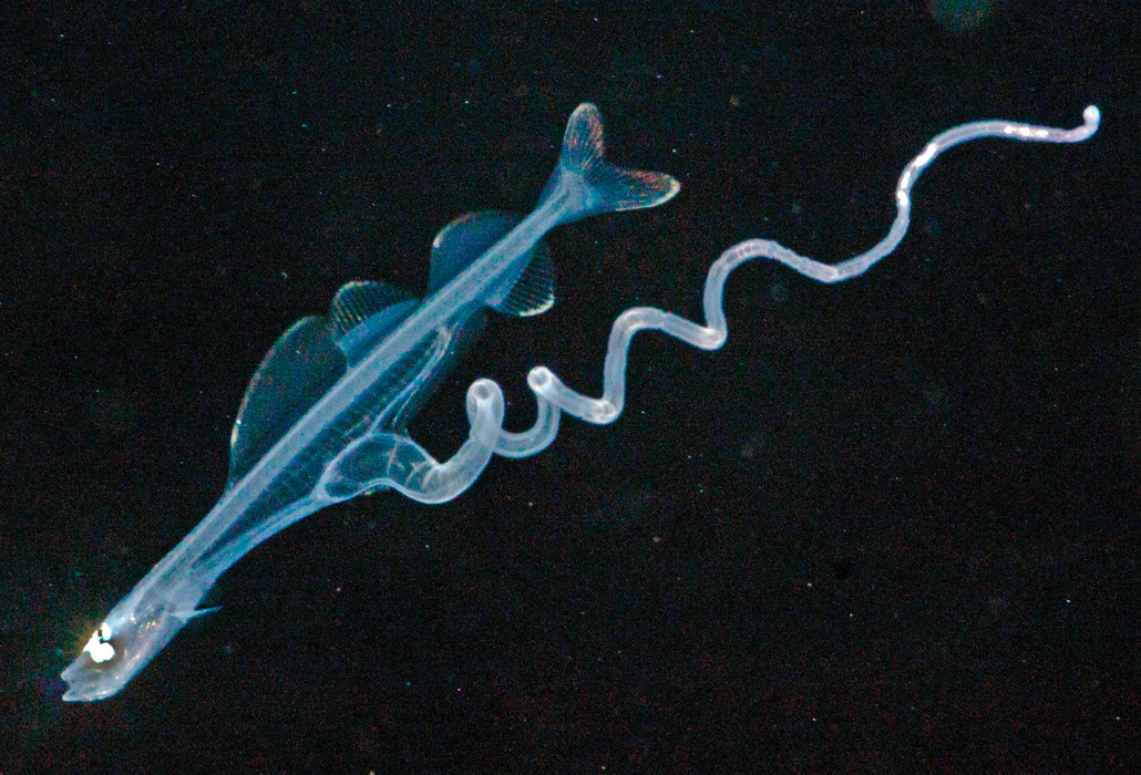 live dragonfish larva