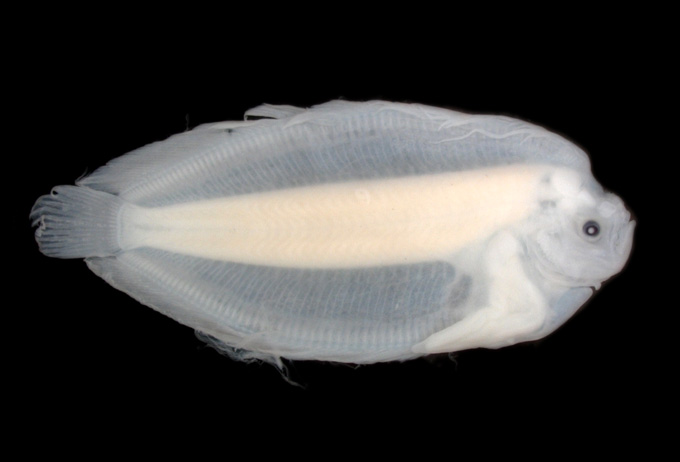 dead flounder larva specimen