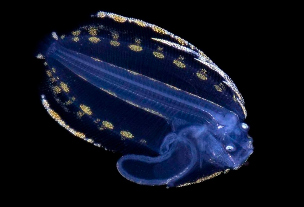 living flounder larva