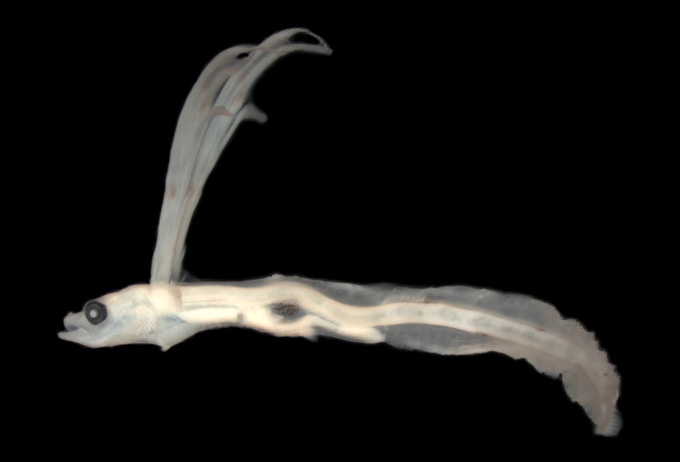dead tripodfish larva specimen