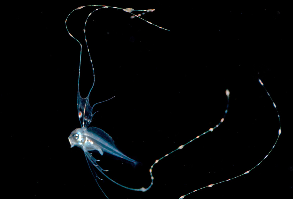 Scalloped ribbonfish underwater