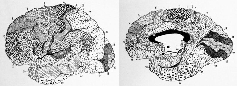 black and white sketches of the brain with numbered sections