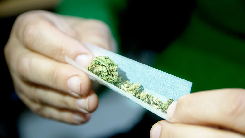 hands rolling a marijuana joint