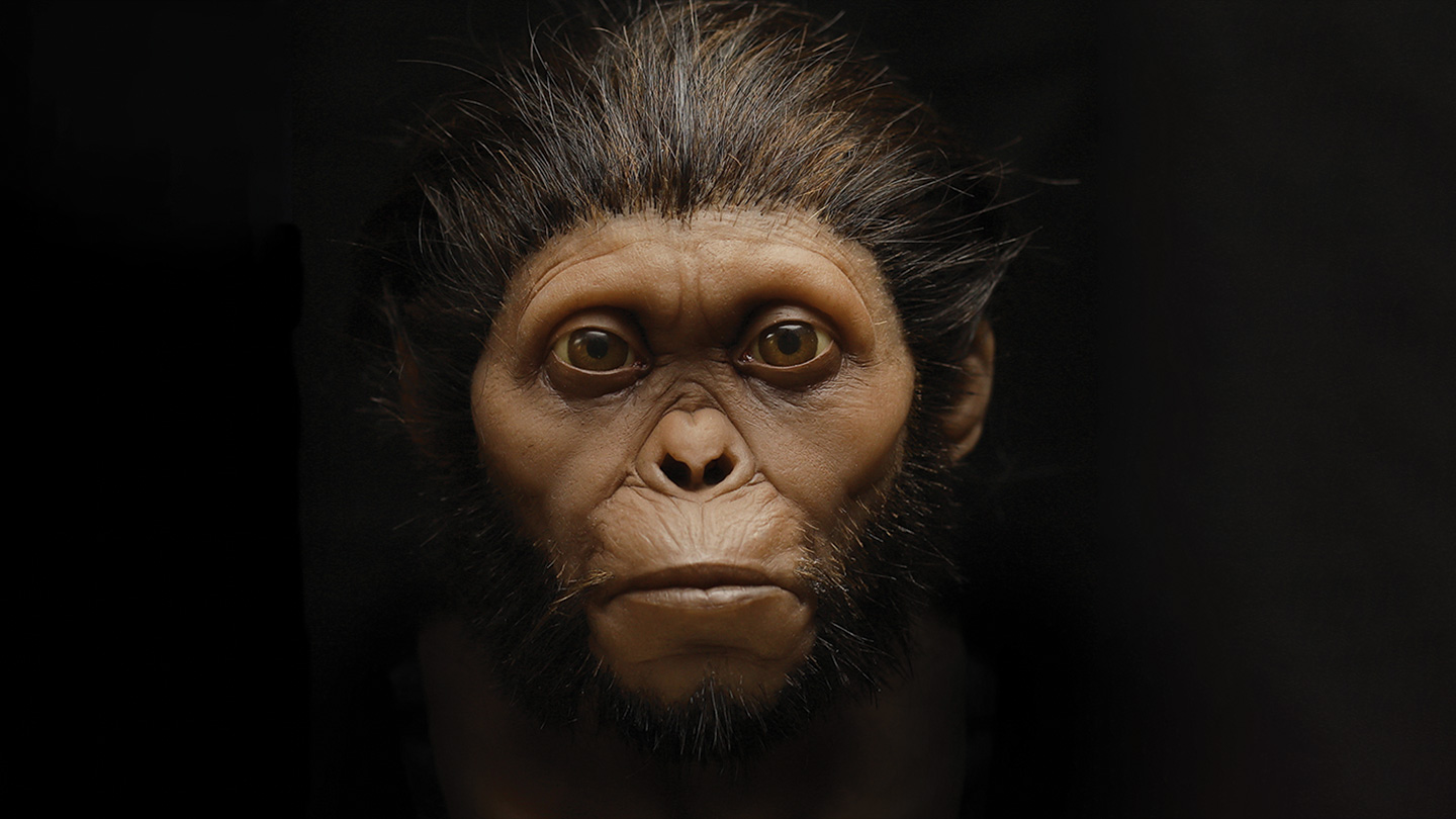 Australopithecus Africanus Reconstruction
