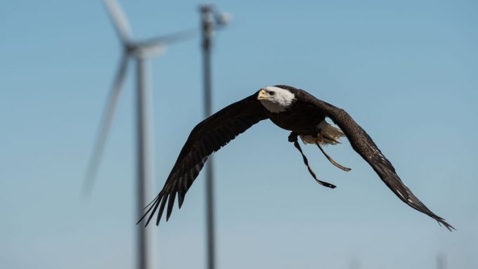 bald eagle soaring in front of a wind turbine
