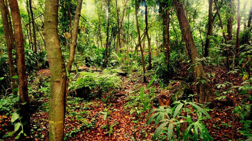 tropisch regenwoud in Colombia