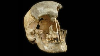 human skull from early humans in Europe