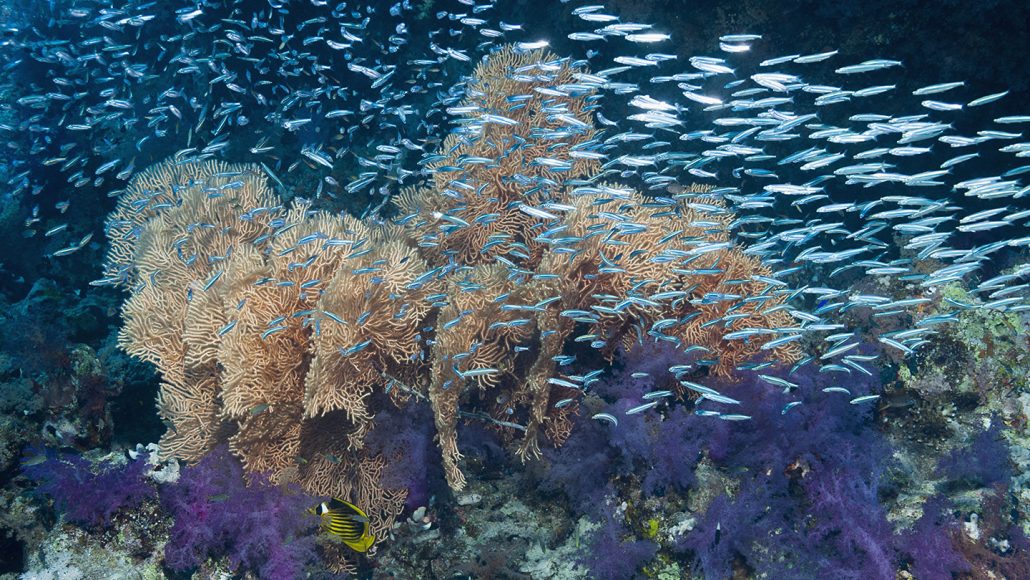 scores of small silver fish swimming