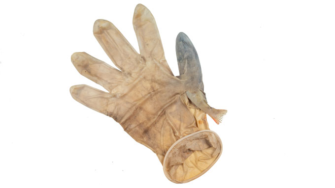 perch fish trapped in a dirty latex glove