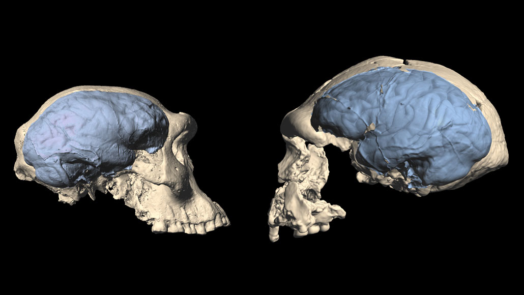 models of an early human skull and an apelike skull with brains highlighted in blue