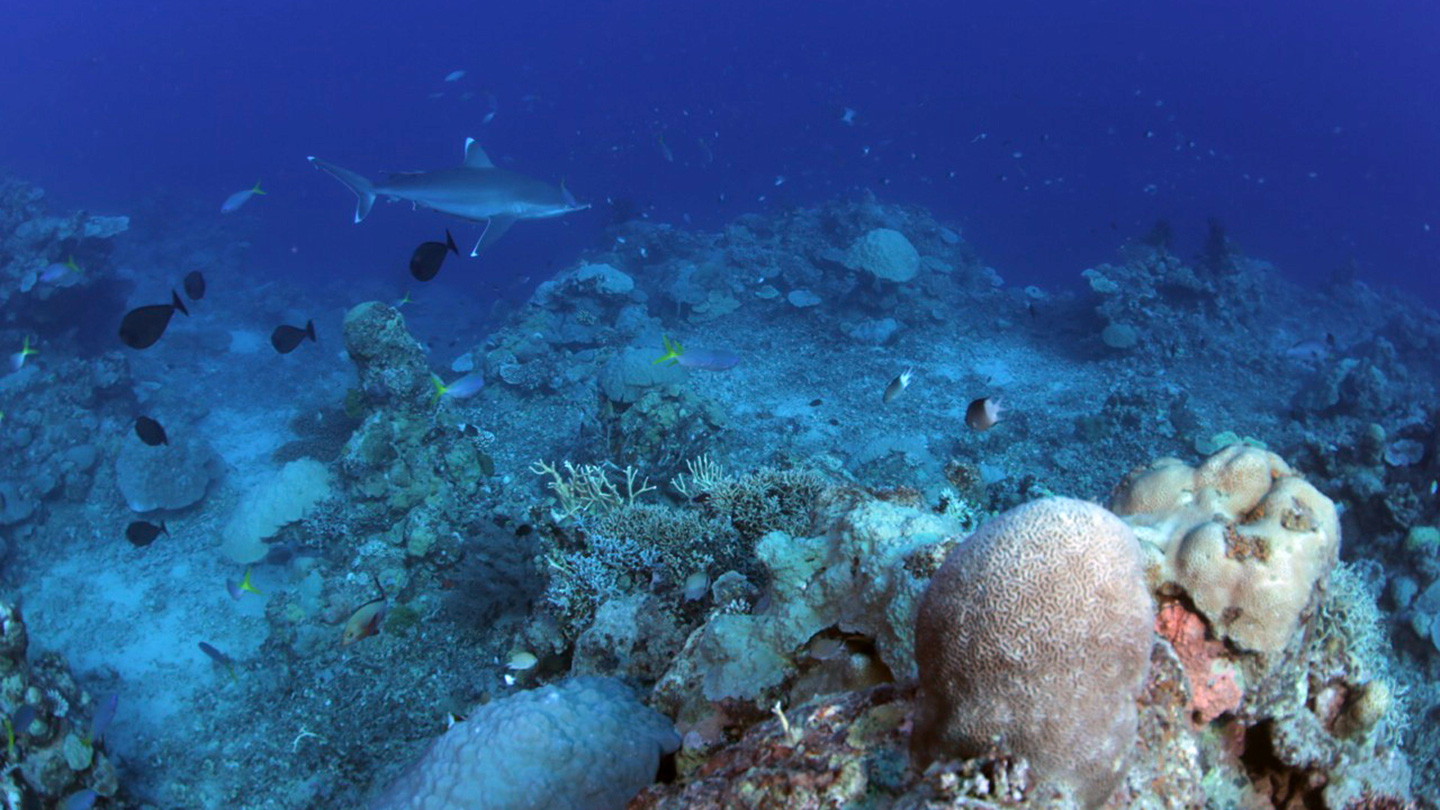 La diversità genetica nascosta delle barriere coralline corrisponde a stili di vita distinti