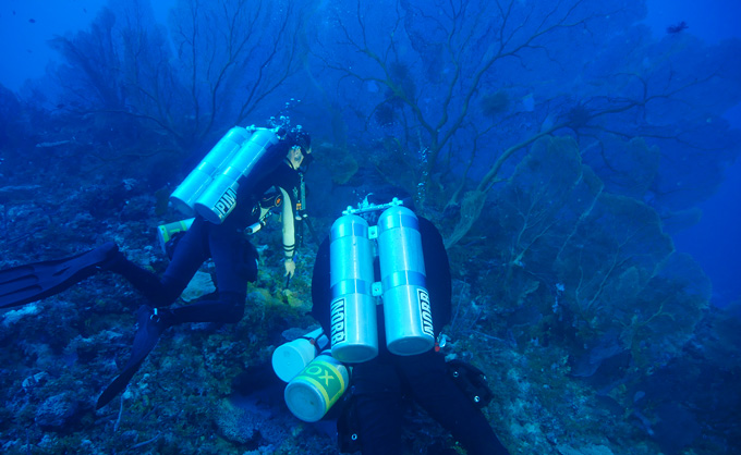 marine biologists scuba diving