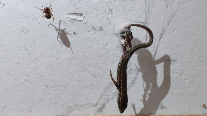 A spider lifts a lizard using its version of a pulleylike system