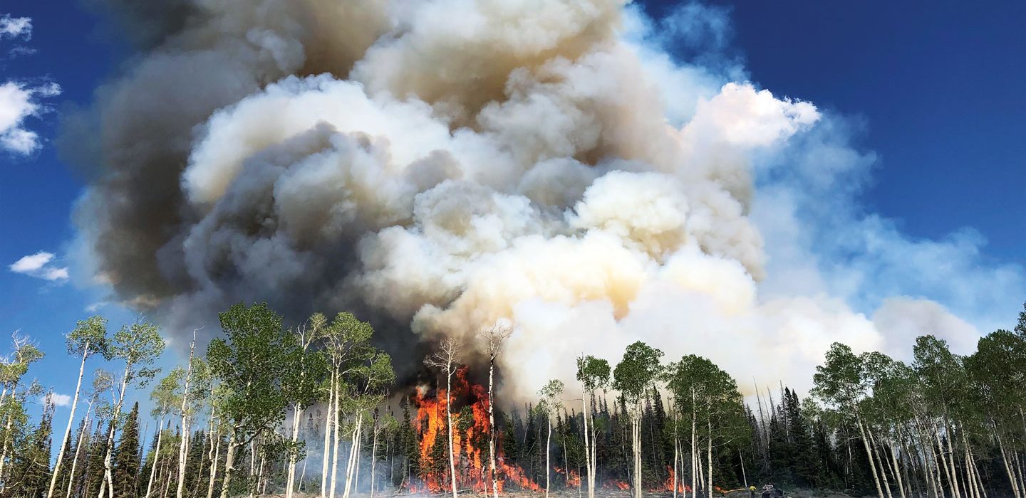 aspen trees burning in a prescribed burn at Fishlake National Forest