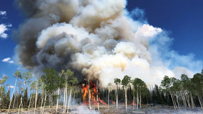 aspen trees burning in a prescribed burn at Fishlake National Forest