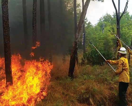 student holding a long pole with a petri dish on the end to collect a sample form a prescribed fire